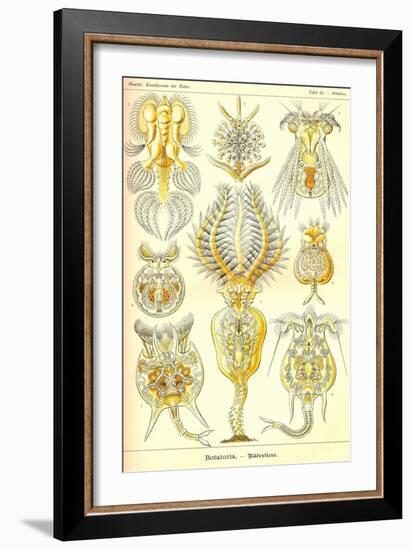 Rotatoria, Rotifera Worms-Ernst Haeckel-Framed Art Print