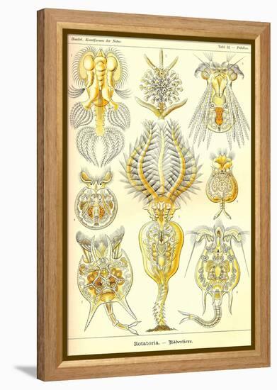 Rotatoria, Rotifera Worms-Ernst Haeckel-Framed Stretched Canvas
