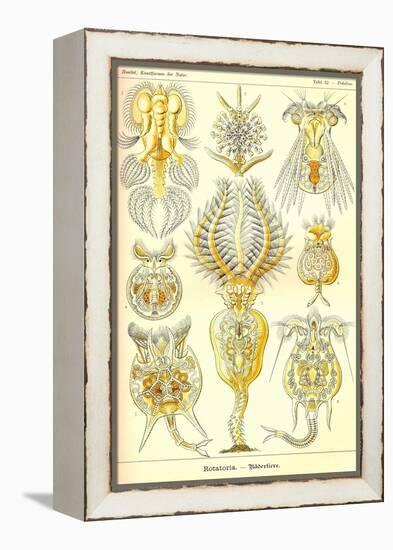 Rotatoria, Rotifera Worms-Ernst Haeckel-Framed Stretched Canvas