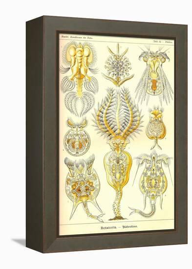 Rotatoria, Rotifera Worms-Ernst Haeckel-Framed Stretched Canvas