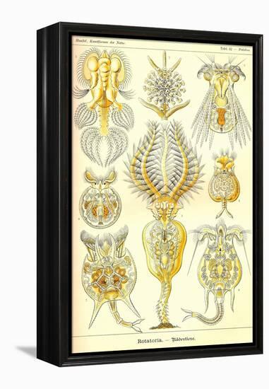 Rotatoria, Rotifera Worms-Ernst Haeckel-Framed Stretched Canvas