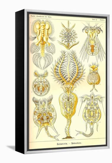 Rotatoria, Rotifera Worms-Ernst Haeckel-Framed Stretched Canvas