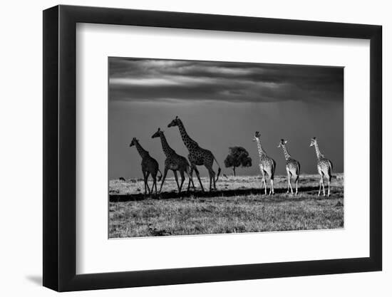 Rothschild giraffes walking in shade and in light, Kenya-Uri Golman-Framed Photographic Print