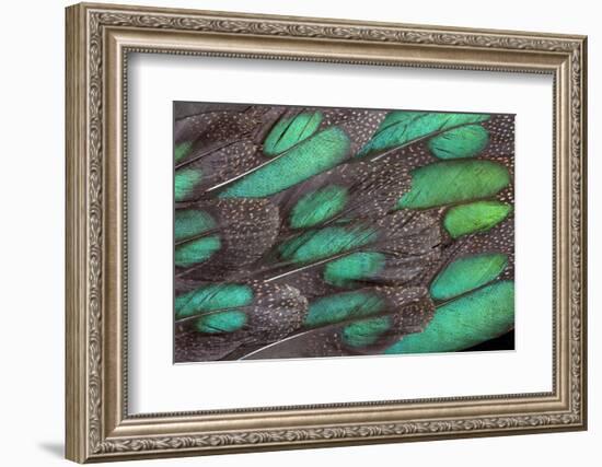 Rothschild Peacock Pheasant Tail Feathers-Darrell Gulin-Framed Photographic Print