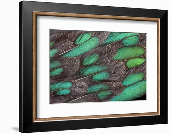 Rothschild Peacock Pheasant Tail Feathers-Darrell Gulin-Framed Photographic Print