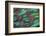 Rothschild Peacock Pheasant Tail Feathers-Darrell Gulin-Framed Photographic Print