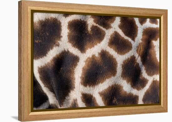 Rothschild's giraffe close up of young calf skin pattern-Edwin Giesbers-Framed Premier Image Canvas
