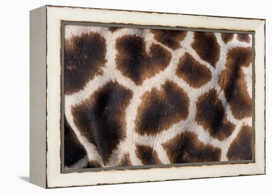 Rothschild's giraffe close up of young calf skin pattern-Edwin Giesbers-Framed Premier Image Canvas