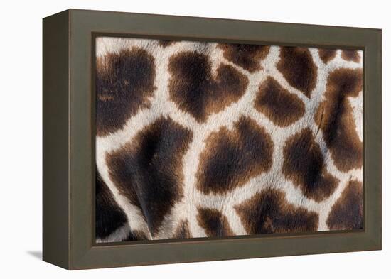 Rothschild's giraffe close up of young calf skin pattern-Edwin Giesbers-Framed Premier Image Canvas