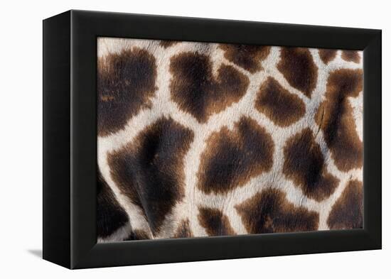 Rothschild's giraffe close up of young calf skin pattern-Edwin Giesbers-Framed Premier Image Canvas