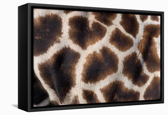 Rothschild's giraffe close up of young calf skin pattern-Edwin Giesbers-Framed Premier Image Canvas