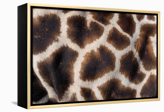 Rothschild's giraffe close up of young calf skin pattern-Edwin Giesbers-Framed Premier Image Canvas