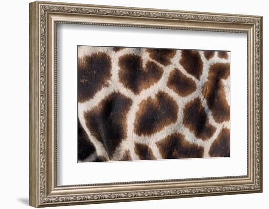 Rothschild's giraffe close up of young calf skin pattern-Edwin Giesbers-Framed Photographic Print