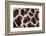 Rothschild's giraffe close up of young calf skin pattern-Edwin Giesbers-Framed Photographic Print