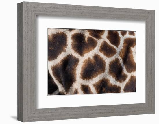 Rothschild's giraffe close up of young calf skin pattern-Edwin Giesbers-Framed Photographic Print