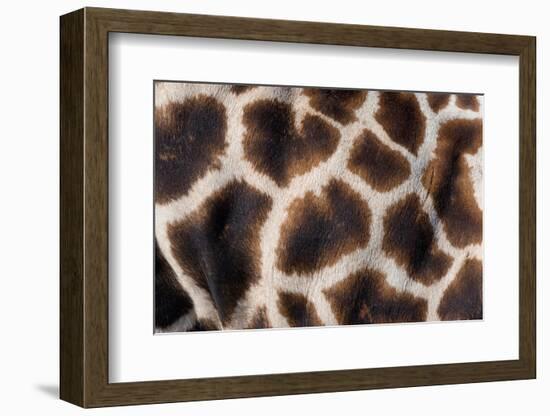 Rothschild's giraffe close up of young calf skin pattern-Edwin Giesbers-Framed Photographic Print