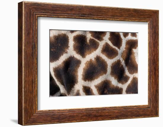 Rothschild's giraffe close up of young calf skin pattern-Edwin Giesbers-Framed Photographic Print