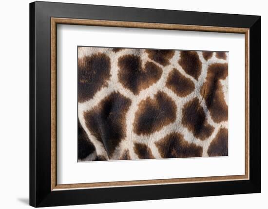 Rothschild's giraffe close up of young calf skin pattern-Edwin Giesbers-Framed Photographic Print