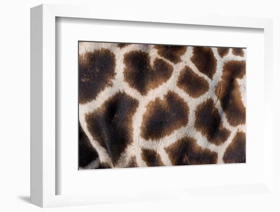 Rothschild's giraffe close up of young calf skin pattern-Edwin Giesbers-Framed Photographic Print