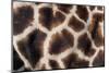 Rothschild's giraffe close up of young calf skin pattern-Edwin Giesbers-Mounted Photographic Print