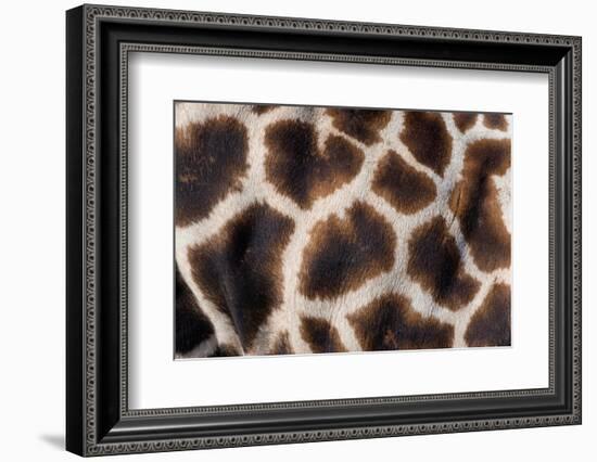 Rothschild's giraffe close up of young calf skin pattern-Edwin Giesbers-Framed Photographic Print