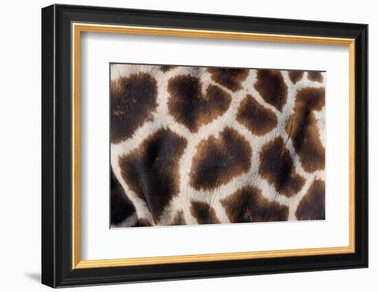 Rothschild's giraffe close up of young calf skin pattern-Edwin Giesbers-Framed Photographic Print