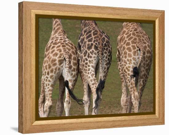 Rothschild's Giraffes (Giraffa Camelopardalis Rothschildi,) Skin, Captive, Native to East Africa-Steve & Ann Toon-Framed Premier Image Canvas