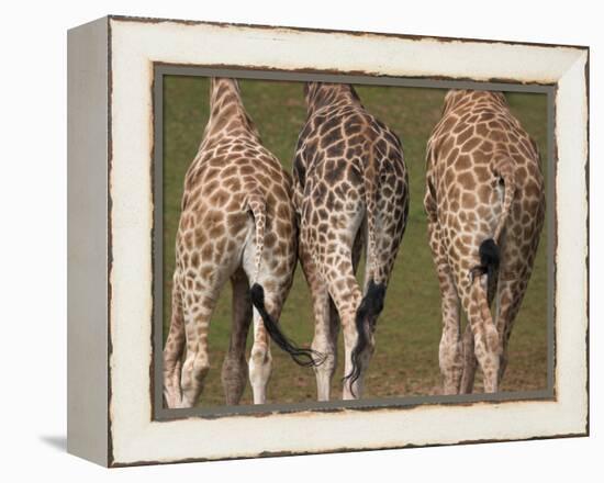 Rothschild's Giraffes (Giraffa Camelopardalis Rothschildi,) Skin, Captive, Native to East Africa-Steve & Ann Toon-Framed Premier Image Canvas