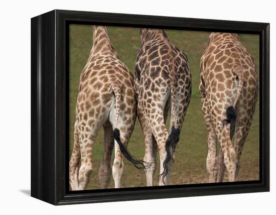 Rothschild's Giraffes (Giraffa Camelopardalis Rothschildi,) Skin, Captive, Native to East Africa-Steve & Ann Toon-Framed Premier Image Canvas