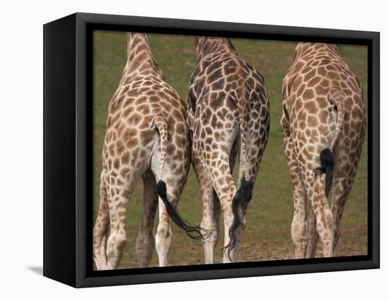 Rothschild's Giraffes (Giraffa Camelopardalis Rothschildi,) Skin, Captive, Native to East Africa-Steve & Ann Toon-Framed Premier Image Canvas