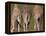 Rothschild's Giraffes (Giraffa Camelopardalis Rothschildi,) Skin, Captive, Native to East Africa-Steve & Ann Toon-Framed Premier Image Canvas