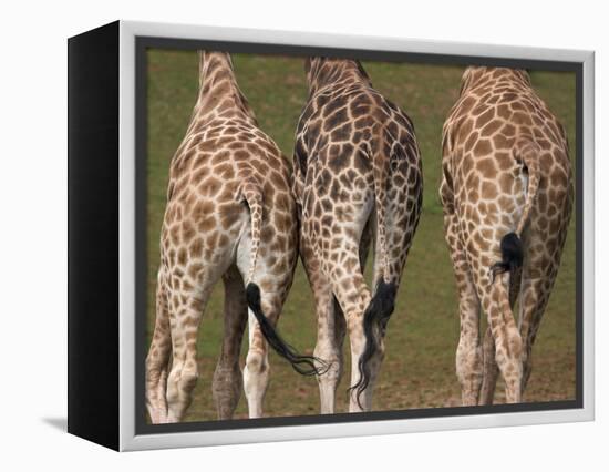 Rothschild's Giraffes (Giraffa Camelopardalis Rothschildi,) Skin, Captive, Native to East Africa-Steve & Ann Toon-Framed Premier Image Canvas