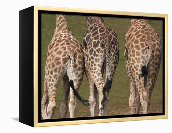 Rothschild's Giraffes (Giraffa Camelopardalis Rothschildi,) Skin, Captive, Native to East Africa-Steve & Ann Toon-Framed Premier Image Canvas