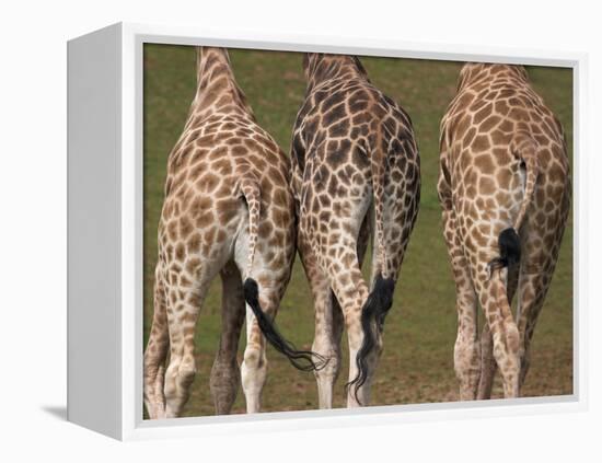 Rothschild's Giraffes (Giraffa Camelopardalis Rothschildi,) Skin, Captive, Native to East Africa-Steve & Ann Toon-Framed Premier Image Canvas