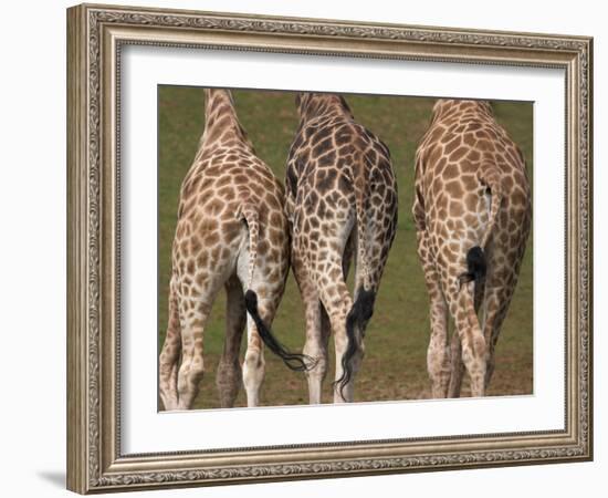 Rothschild's Giraffes (Giraffa Camelopardalis Rothschildi,) Skin, Captive, Native to East Africa-Steve & Ann Toon-Framed Photographic Print