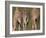 Rothschild's Giraffes (Giraffa Camelopardalis Rothschildi,) Skin, Captive, Native to East Africa-Steve & Ann Toon-Framed Photographic Print