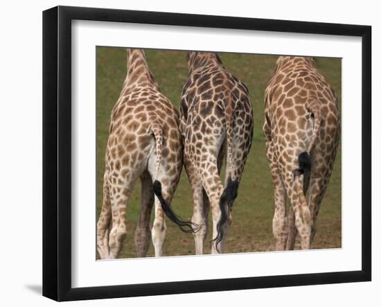 Rothschild's Giraffes (Giraffa Camelopardalis Rothschildi,) Skin, Captive, Native to East Africa-Steve & Ann Toon-Framed Photographic Print