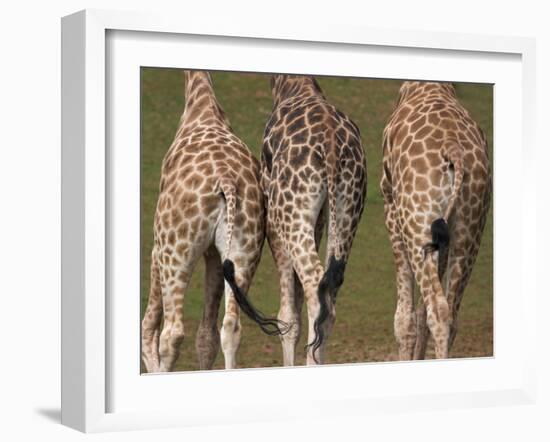 Rothschild's Giraffes (Giraffa Camelopardalis Rothschildi,) Skin, Captive, Native to East Africa-Steve & Ann Toon-Framed Photographic Print