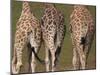 Rothschild's Giraffes (Giraffa Camelopardalis Rothschildi,) Skin, Captive, Native to East Africa-Steve & Ann Toon-Mounted Photographic Print