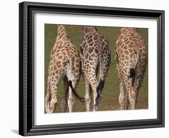 Rothschild's Giraffes (Giraffa Camelopardalis Rothschildi,) Skin, Captive, Native to East Africa-Steve & Ann Toon-Framed Photographic Print