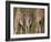 Rothschild's Giraffes (Giraffa Camelopardalis Rothschildi,) Skin, Captive, Native to East Africa-Steve & Ann Toon-Framed Photographic Print