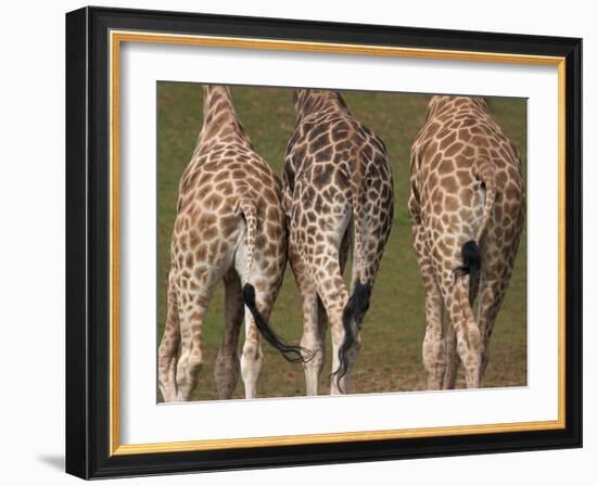 Rothschild's Giraffes (Giraffa Camelopardalis Rothschildi,) Skin, Captive, Native to East Africa-Steve & Ann Toon-Framed Photographic Print