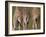 Rothschild's Giraffes (Giraffa Camelopardalis Rothschildi,) Skin, Captive, Native to East Africa-Steve & Ann Toon-Framed Photographic Print