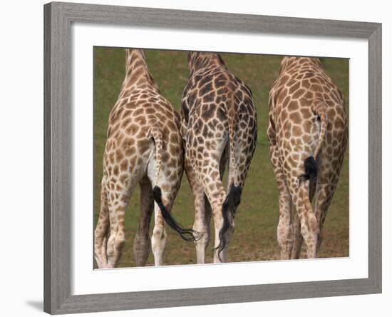 Rothschild's Giraffes (Giraffa Camelopardalis Rothschildi,) Skin, Captive, Native to East Africa-Steve & Ann Toon-Framed Photographic Print