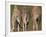 Rothschild's Giraffes (Giraffa Camelopardalis Rothschildi,) Skin, Captive, Native to East Africa-Steve & Ann Toon-Framed Photographic Print