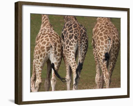 Rothschild's Giraffes (Giraffa Camelopardalis Rothschildi,) Skin, Captive, Native to East Africa-Steve & Ann Toon-Framed Photographic Print