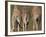 Rothschild's Giraffes (Giraffa Camelopardalis Rothschildi,) Skin, Captive, Native to East Africa-Steve & Ann Toon-Framed Photographic Print