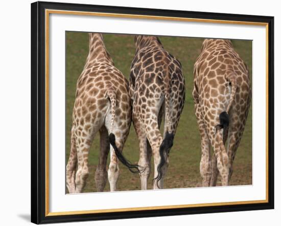 Rothschild's Giraffes (Giraffa Camelopardalis Rothschildi,) Skin, Captive, Native to East Africa-Steve & Ann Toon-Framed Photographic Print