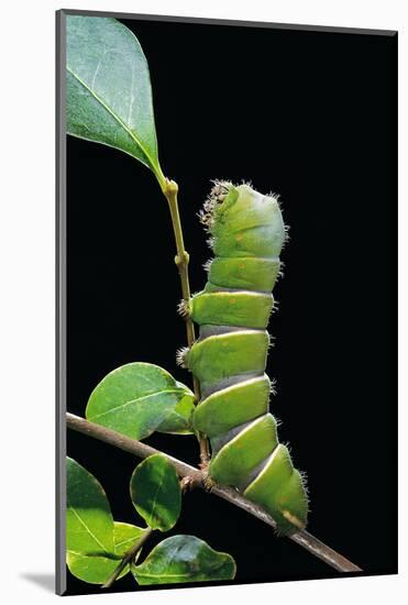 Rothschildia Hesperus (Silkmoth, Saturniid Moth) - Caterpillar-Paul Starosta-Mounted Photographic Print