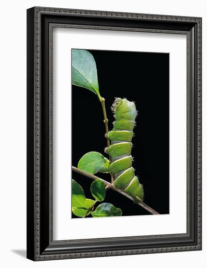 Rothschildia Hesperus (Silkmoth, Saturniid Moth) - Caterpillar-Paul Starosta-Framed Photographic Print